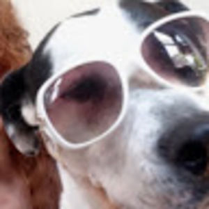 Meet your Posher, Mucca